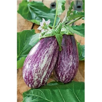 AUBERGINE RIADO HF1 - 10 GRAINES