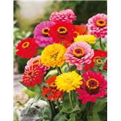 ZINNIA GEANT DE CALIFORNIE - 2 G