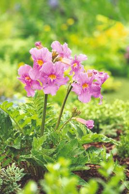 INCARVILLEA DELAVAYI - 3 BULBES