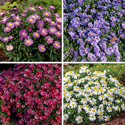 ASTERS DUMOSUS - LOT DE 6