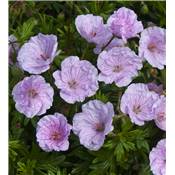 GERANIUM LANCASTRIENSE