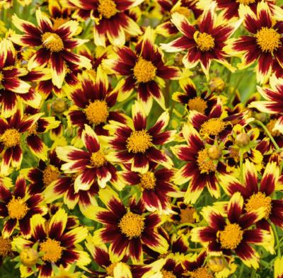 COREOPSIS COSMIC EYE - LES 3 GODETS
