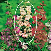 PENSTEMON ADRIEN REGNIER ROSE - 2 GODETS