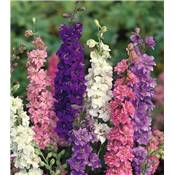 DELPHINIUM PACIFIC - BLANC 3 GODETS