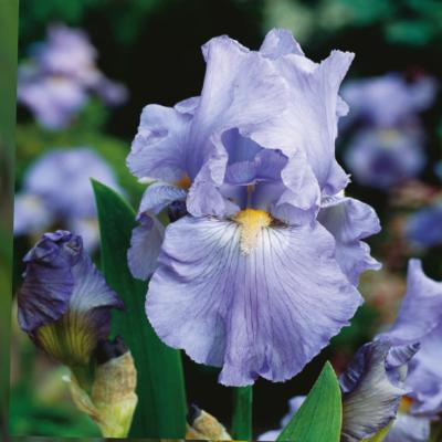 IRIS HARBOR BLUE - LE GODET