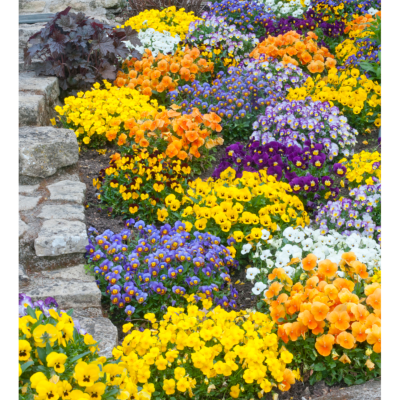 MELANGE SORBET DE 12 VIOLAS CORNUTA 