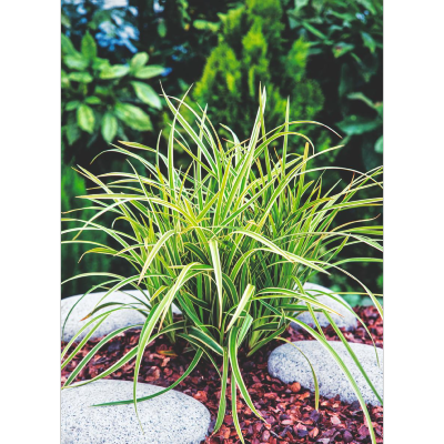CAREX MORROWII ICE DANCE