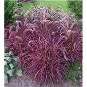 PENNISETUM SETACEUM RUBRUM - 3 GODETS