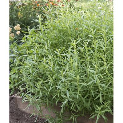 ESTRAGON - LOT DE 2 PLANTES