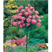 ROSIER TIGE PINK MEILOVE� MEIKIFUNK - LE ROSIER