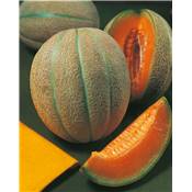 MELON GRISELET HF1 - 15 SEMENCES