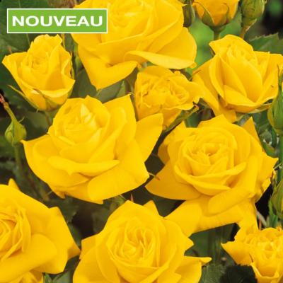 ROSIER YELLOW STONE - LE ROSIER