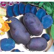 BLEUE D ARTOIS - 25 PLANTS