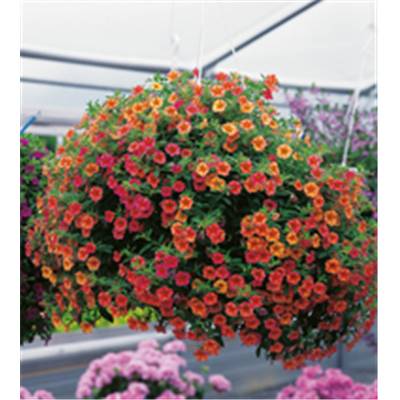 CALIBRACHOA MANDARINE - 6 GODETS PLANTE ANNUELLE