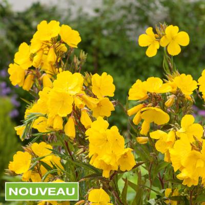 OENOTHERA FRUTICOSA - 3 GODETS