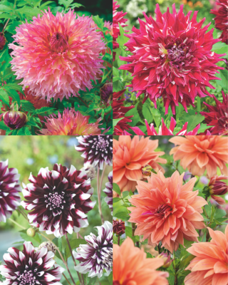 OFFRE SPECIALE DAHLIAS DECORATIFS - 4 BULBES