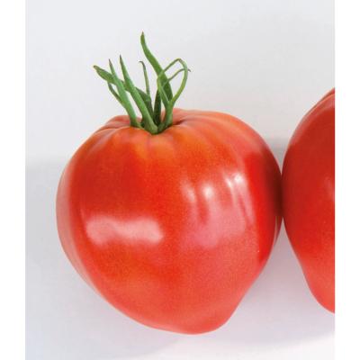 TOMATE CAURALINA F1