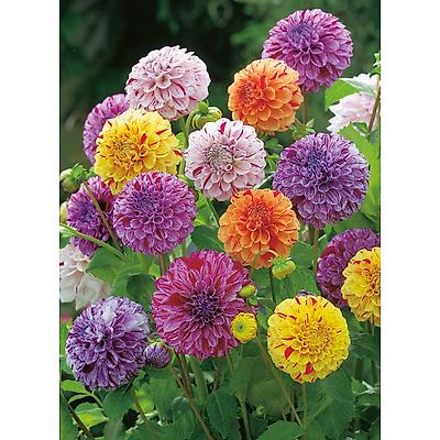 DAHLIAS MARBLE BALL MIX - 5 BULBES