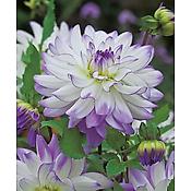 DAHLIA DECO VICTORIA ANN