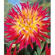 DAHLIA CACTUS BORA BORA