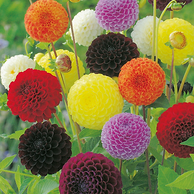 MELANGE DAHLIAS POMPONS - 4 BULBES