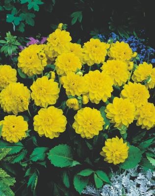 DAHLIA SISA - 2 BULBES