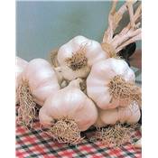 AIL FLAVOR - 1 KG