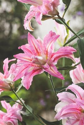 LYS BROKEN HEART- 2 BULBES