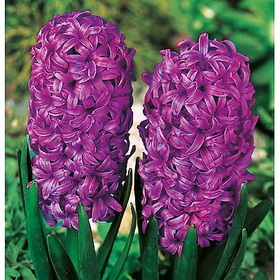 JACINTHE AMETHYSTE - 2 BULBES
