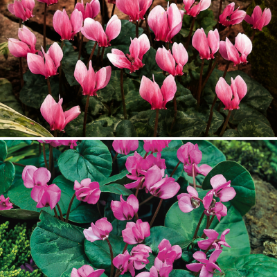 OFFRE FABRE : 6 CYCLAMENS