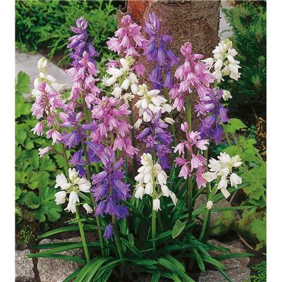 JACINTHE DES BOIS  Vivace - 15 BULBES