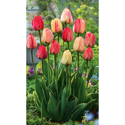 TULIPES SILVERSTREAM - LOT DE 10 BULBES