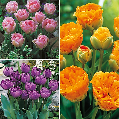 OFFRE SPECIALE - 15 BULBES TULIPES CAL 11/12