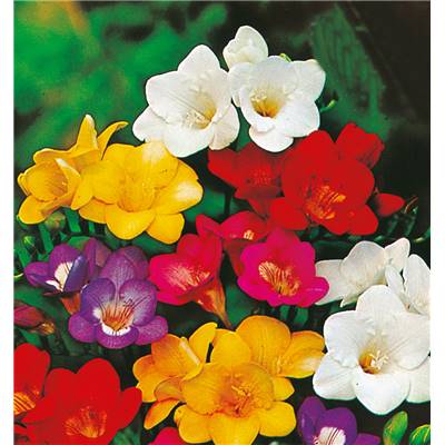 FREESIA MELANGE - 15 BULBES + 5 OFFERTS