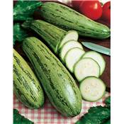 COURGETTE VERTE NON COUREUSE D'ITALIE - 5 G