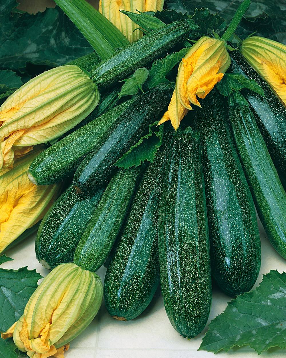 Courgette Verte des Maraîchers