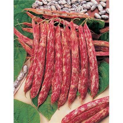 HARICOT NAIN BLASON - 150 G