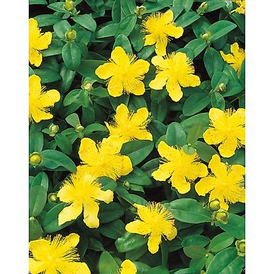 HYPERICUM CALYCINUM - LOT DE 3 GODETS