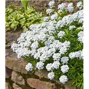 IBERIS SEMPERVIRENS BLANC - 3 GODETS