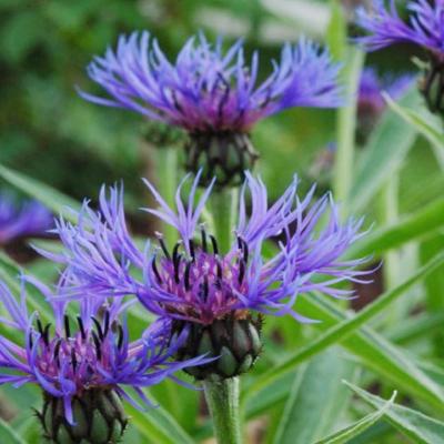 CENTAUREA MONTANA - 3 GODETS