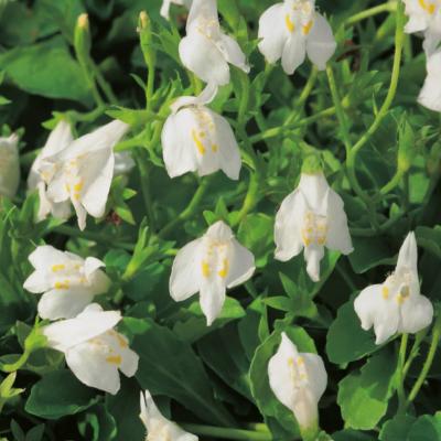 MAZUS RAMPANTE BLANCHE - 3 GODETS