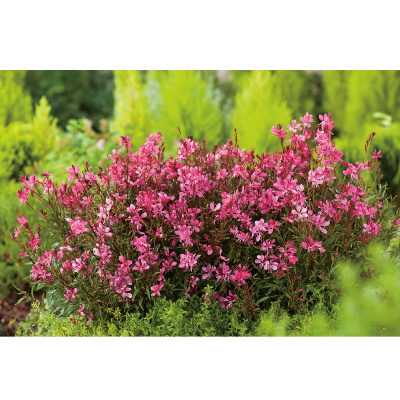 GAURA NAIN GAUDI RED - LOT DE 3 GODETS