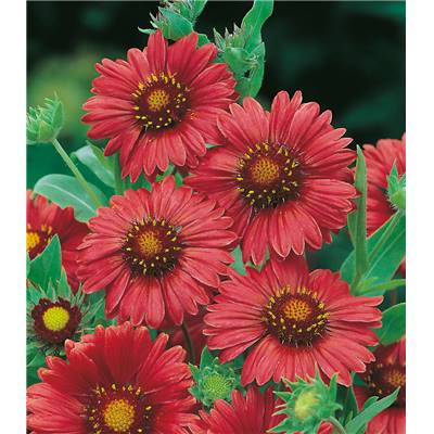 GAILLARDE NAINE RED SHADES - LOT DE 3 GODETS