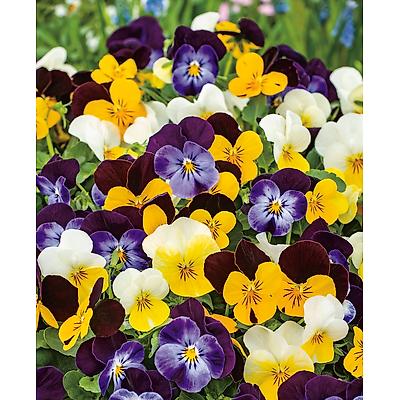 MELANGE DE 15 VIOLAS CORNUTA en mélange de coloris.
