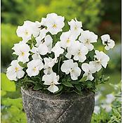 VIOLA CORNUTA SORBET NEIGE - LOT DE 3 GODETS