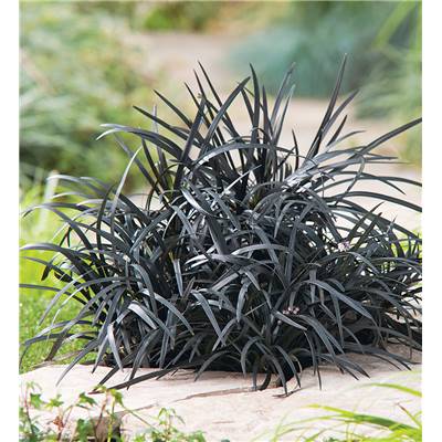 OPHIOPOGON PLANISCAPUS NIGRESCENS - 3 GODETS