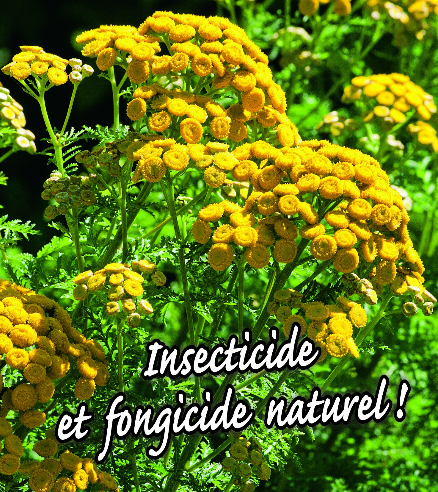 Plantes De Jardin Fongicide Et Insecticide