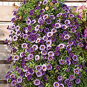 CALIBRACHOA DARK LAVENDER - 3 GODETS 