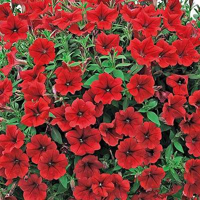 PETUNIA CASCADE ROUGE - 3 GODETS