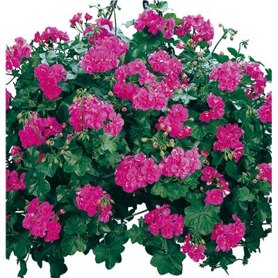 GERANIUM LIERRE FUCHSIA - 3 GODETS 